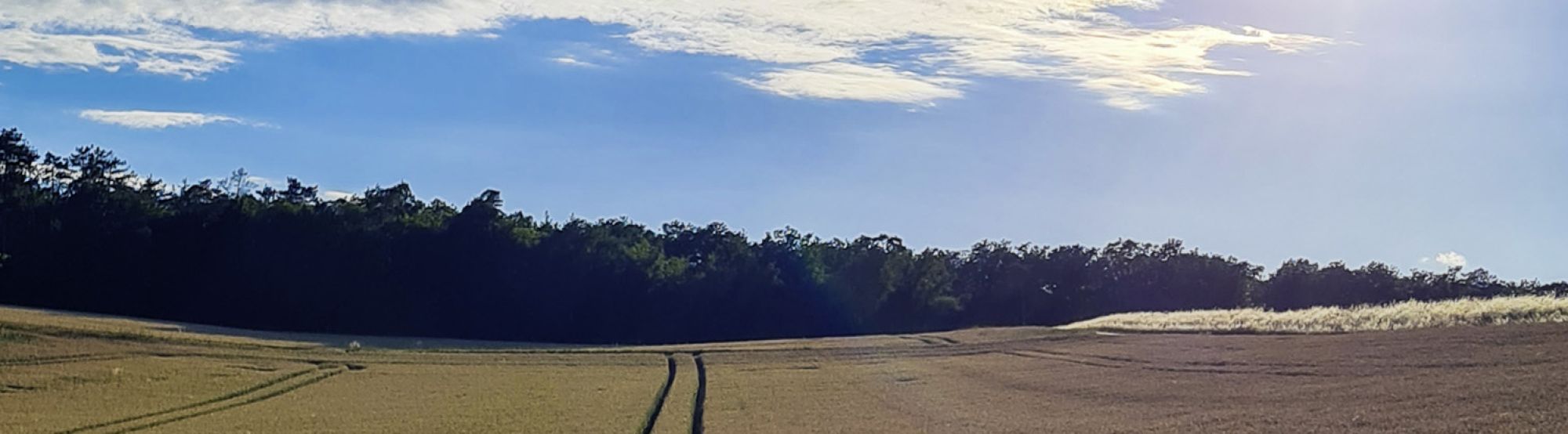 Weizenfeld im Sommer